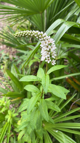 Gooseneck Loosestrife