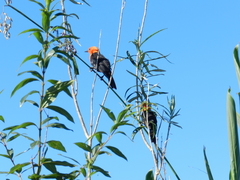 Amblyramphus holosericeus