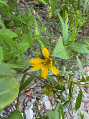 Wedelia calycina