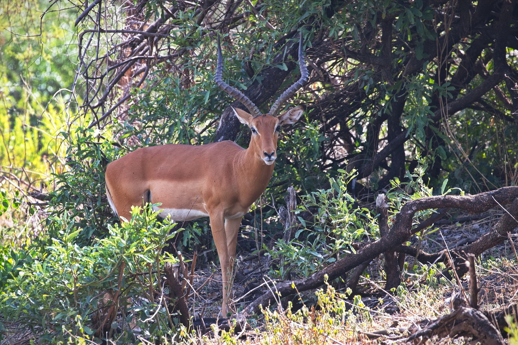 Aepyceros melampus, Lake Manyara, Karatu, Arusha, Tanzania, by creedo