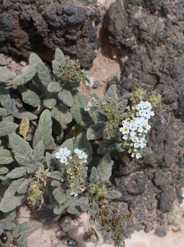 Wavy heliotrope (Heliotropium ramosissimum)