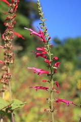 Salvia cinnabarina
