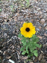 Coreopsis basalis