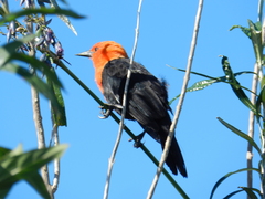 Amblyramphus holosericeus