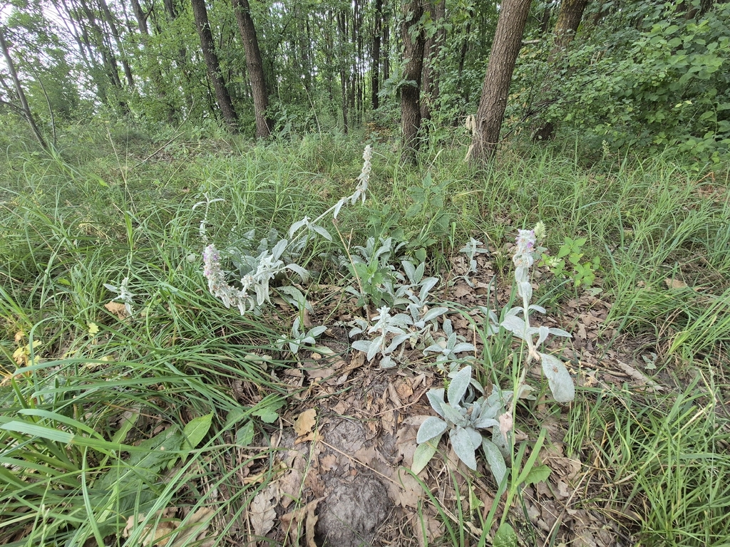 Stachys byzantina, 22-107 Bukowa Wielka, Polska