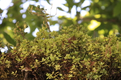 Peperomia berlandieri