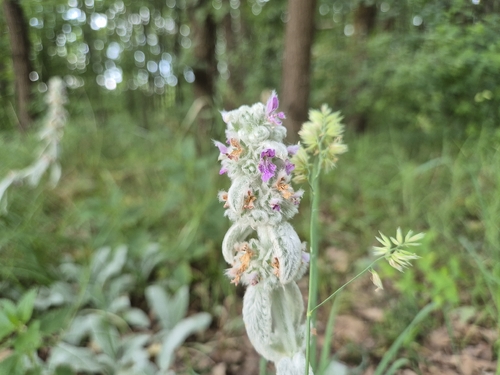 Stachys byzantina