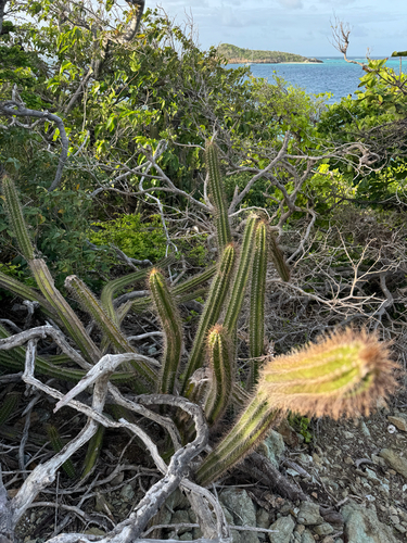 Pilosocereus curtisii, photograph 2
