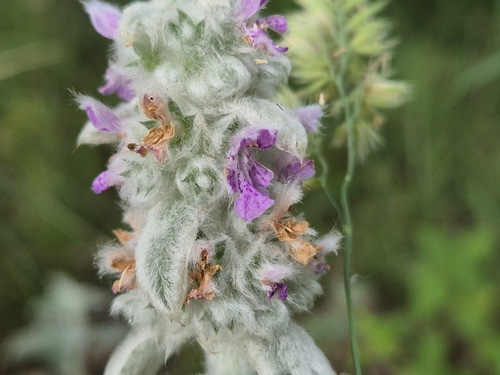 Stachys byzantina