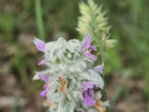 Stachys byzantina