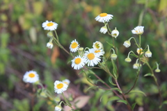 Erigeron polycephalus