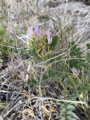Astragalus iodanthus