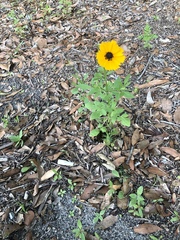 Coreopsis basalis