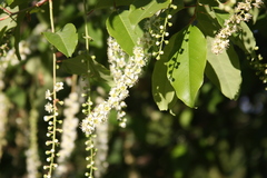 Prunus serotina capuli