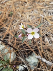 Cardamine nuttallii