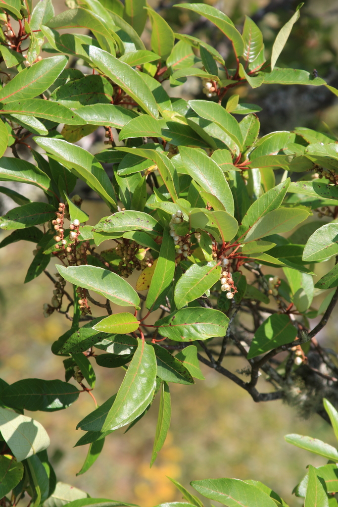 Clethra fragrans