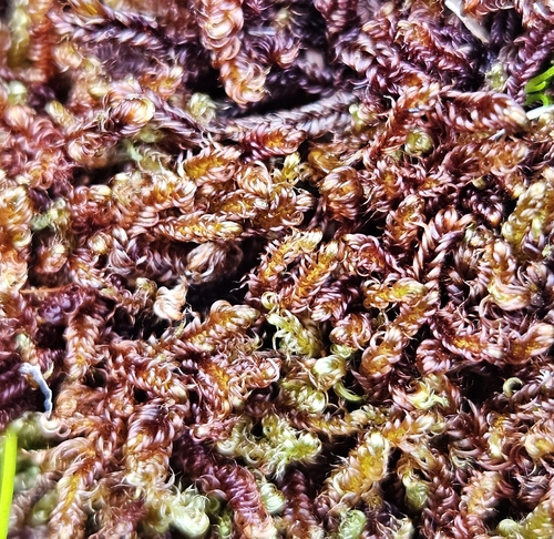 Scorpidium revolvens observed 2026-06-28