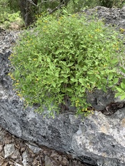 Perityle lindheimeri