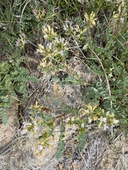 Astragalus iodanthus