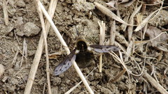 Bombylius albicapillus