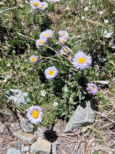 Erigeron grandiflorus, photograph 3