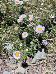 (c) Jake Anderson, some rights reserved (CC BY) Erigeron grandiflorus, photograph (c) Jake Anderson, some rights reserved (CC BY)