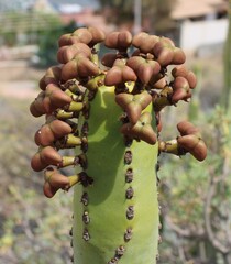 Euphorbia canariensis, photograph (c) Lídia Carrera, some rights reserved (CC BY)