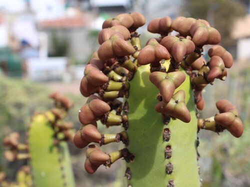 Euphorbia canariensis, photograph 4