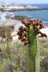 Euphorbia canariensis, photograph (c) Lídia Carrera, some rights reserved (CC BY)