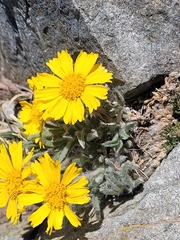 (c) Jake Anderson, some rights reserved (CC BY) Tetraneuris acaulis, photograph (c) Jake Anderson, some rights reserved (CC BY)