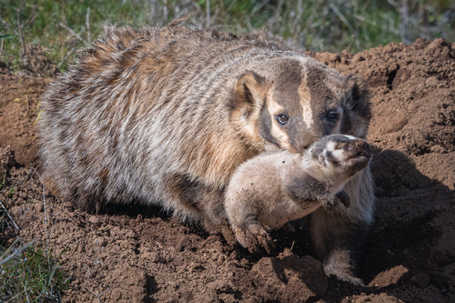 American Badger, photo 4 of 7