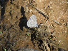 Celastrina ladon