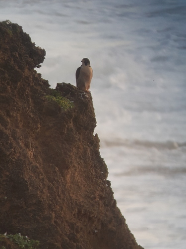 Peregrine Falcon