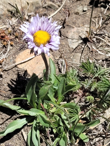 Erigeron grandiflorus, photograph 2