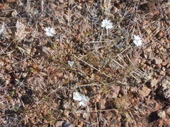 Blepharipappus scaber