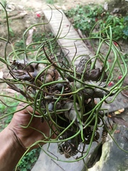Tillandsia bulbosa