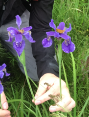 Iris bulleyana