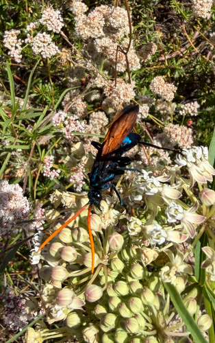 Milde's Tarantula-hawk Wasp photo 3