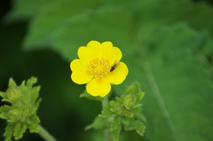 Potentilla