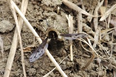 Bombylius albicapillus