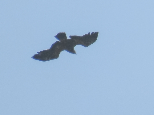 Lesser Spotted Eagle