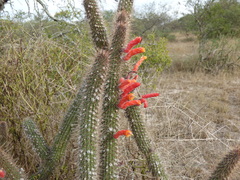 Cleistocactus baumannii