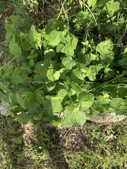 Malvaviscus arboreus