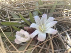Lewisia brachycalyx
