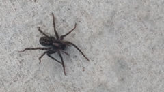 Lycosidae