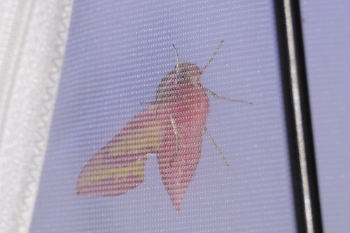 Small Elephant Hawkmoth