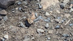 Epirrhoe plebeculata