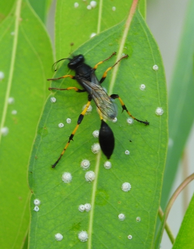 Sceliphron spirifex
