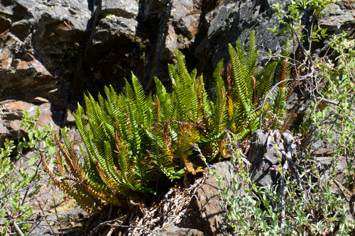 Polystichum imbricans, photograph 6