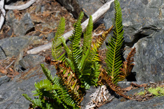 Polystichum imbricans, photograph (c) Arvel Hernandez, some rights reserved (CC BY)